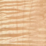 tiger-maple